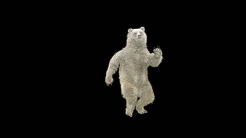 Bear Dancing, With Alpha Matte. 库存影片 277158663