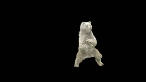 Bear Dancing, With Alpha Matte. 库存影片 277420249