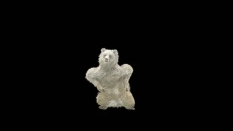 Bear Dancing, With Alpha Matte. 库存影片 277420270