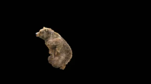 Bear Dancing, With Alpha Matte. Stock Footage 277420271