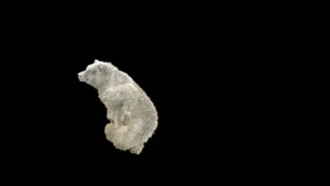 Bear Dancing, With Alpha Matte. 動画素材 277420277
