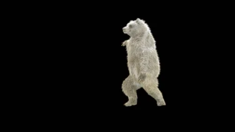 Bear Dancing, With Alpha Matte. Stockbeeldmateriaal 277956589