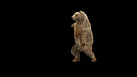 Bear Dancing, With Alpha Matte. Stock Footage 277956592