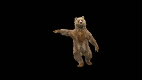 Bear Dancing, With Alpha Matte. 库存影片 277956593