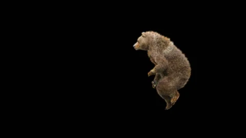 Bear Dancing, With Alpha Matte. Stock Footage 277956598