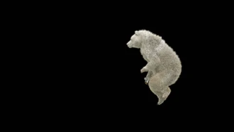 Bear Dancing, With Alpha Matte. Stock Footage 277956665