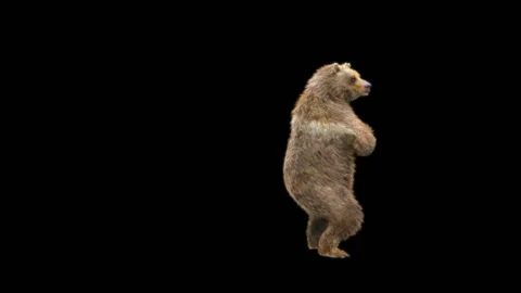 Bear Dancing, With Alpha Matte. 库存影片 277956670