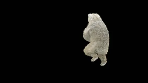 Bear Dancing, With Alpha Matte. Stock Footage 277956675