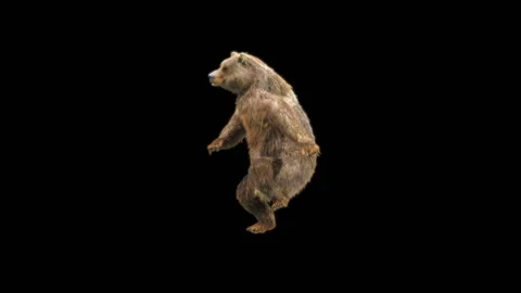 Bear Dancing, With Alpha Matte. Vídeo Stock 278533809