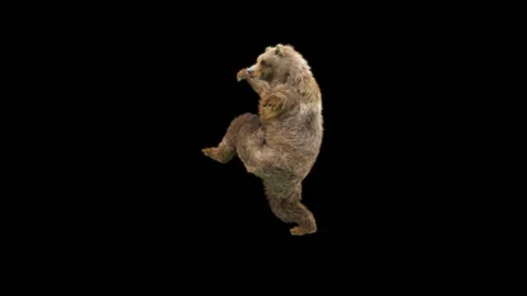 Bear Dancing, With Alpha Matte. Видео 278533965