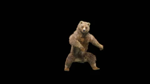Bear Dancing, With Alpha Matte. Stock Footage 280317198