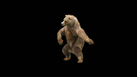 Bear Dancing, With Alpha Matte. Stock Footage 280317199