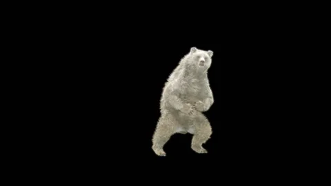 Bear Dancing, With Alpha Matte. Stock Footage 280505930
