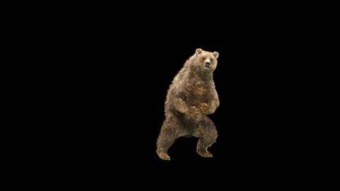 Bear Dancing, With Alpha Matte. Stock Footage 280505934