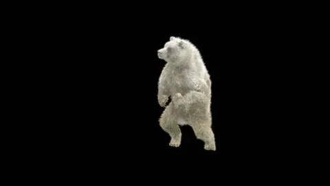 Bear Dancing, With Alpha Matte. Stock Footage 280505938