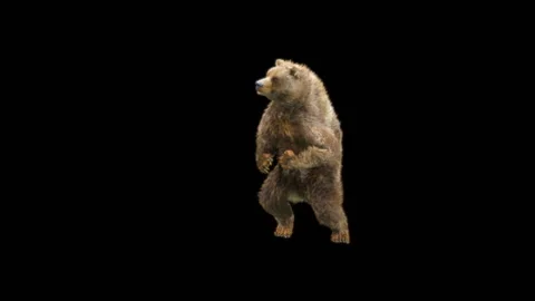 Bear Dancing, With Alpha Matte. Stock Footage 280505940