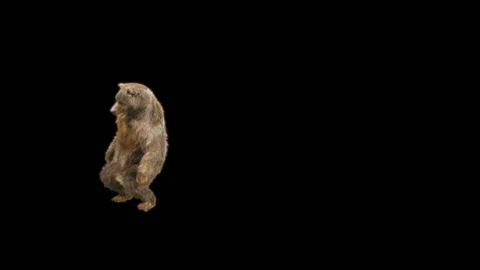 Bear Dancing, With Alpha Matte. Stock Footage 281583554