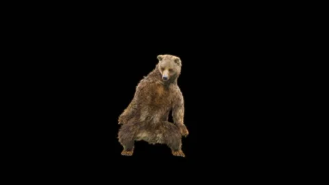Bear Dancing, With Alpha Matte. Stockbeeldmateriaal 281583567