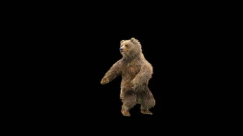 Bear Dancing, With Alpha Matte. Stock Footage 285446865