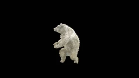 Bear Dancing, With Alpha Matte. Stock Footage 285446870
