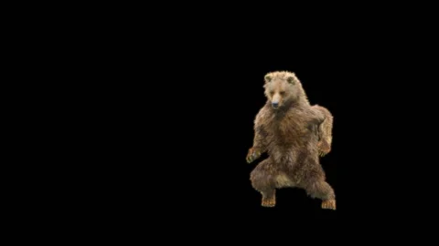 Bear Dancing, With Alpha Matte. Stock Footage 285446914