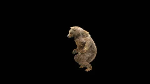 Bear Dancing, With Alpha Matte. 库存影片 285446944