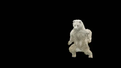Bear Dancing, With Alpha Matte. Stock Footage 285446948