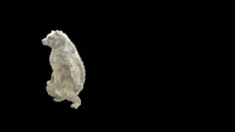 Bear Dancing, With Alpha Matte. Stock Footage 286249860