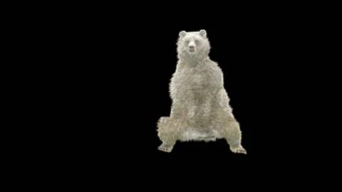 Bear Dancing, With Alpha Matte. 库存影片 286249864