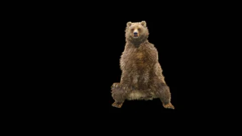 Bear Dancing, With Alpha Matte. Stock Footage 286250197