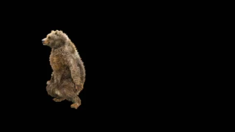 Bear Dancing, With Alpha Matte. Stock Footage 286250198