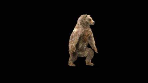 Bear Dancing, With Alpha Matte. Stock Footage 286250864