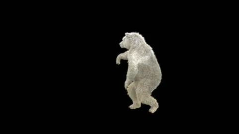 Bear Dancing, With Alpha Matte. Stock Footage 286250961