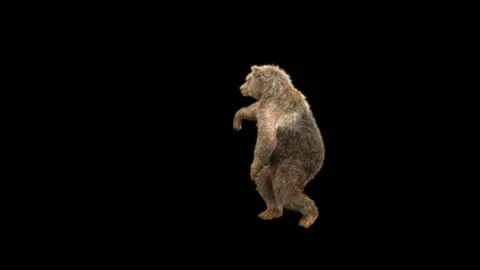 Bear Dancing, With Alpha Matte. Stock Footage 286250966