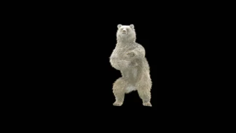 Bear Dancing, With Alpha Matte. 库存影片 287237530
