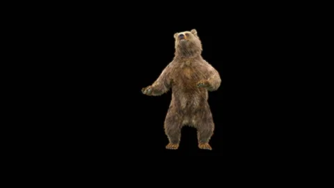 Bear Dancing, With Alpha Matte. Stock Footage 287242119