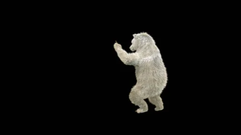 Bear Dancing, With Alpha Matte. Stock Footage 287242437