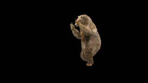 Bear Dancing, With Alpha Matte. Stock Footage 287242691