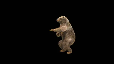 Bear Dancing, With Alpha Matte. Stock Footage 287243274