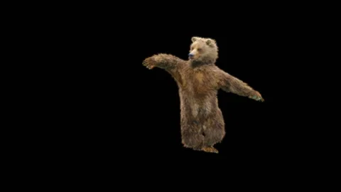 Bear Dancing, With Alpha Matte. Stock Footage 289754871