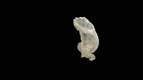 Bear Dancing, With Alpha Matte. Stock Footage 293236968