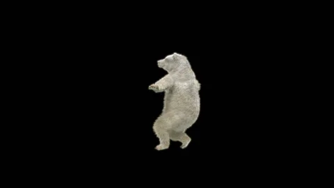 Bear Dancing, With Alpha Matte. Видео 294082882