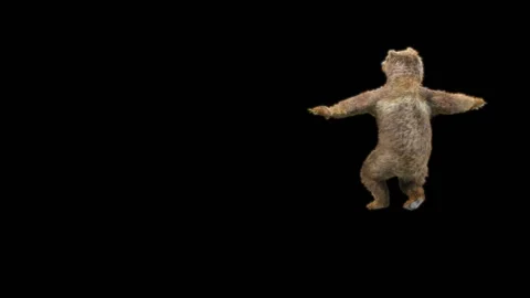 Bear Dancing, With Alpha Matte. 库存影片 294083078