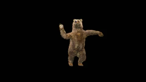 Bear Dancing, With Alpha Matte. Stock Footage 294710831