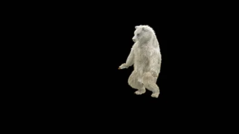Bear Dancing, With Alpha Matte. 库存影片 295141839
