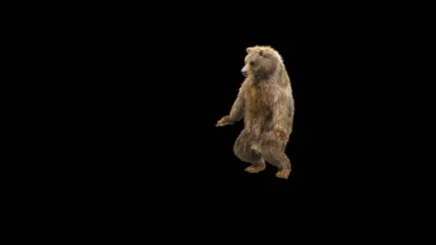 Bear Dancing, With Alpha Matte. Stock Footage 295141844