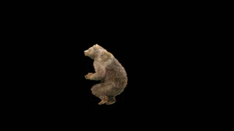 Bear Dancing, With Alpha Matte. 動画素材 295541397