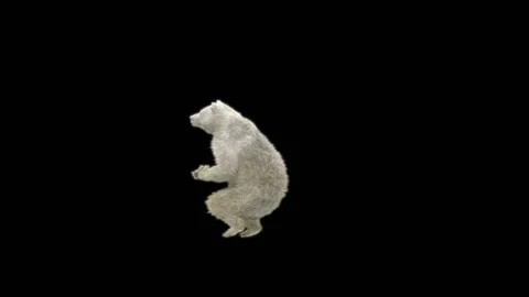 Bear Dancing, With Alpha Matte. Stock Footage 295541402