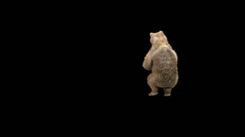 Bear Dancing, With Alpha Matte. Stock Footage 295541405