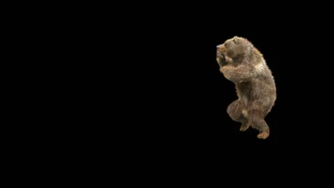 Bear Dancing, With Alpha Matte. 库存影片 296062291
